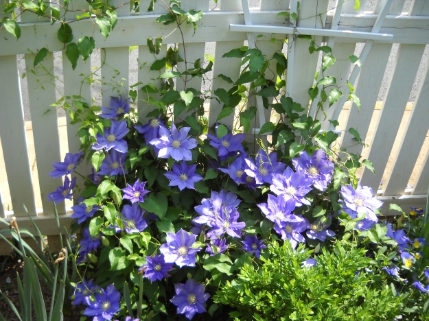 clematis, H.F. Young, Charlottesville