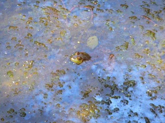 frog in a Long Branch Pond