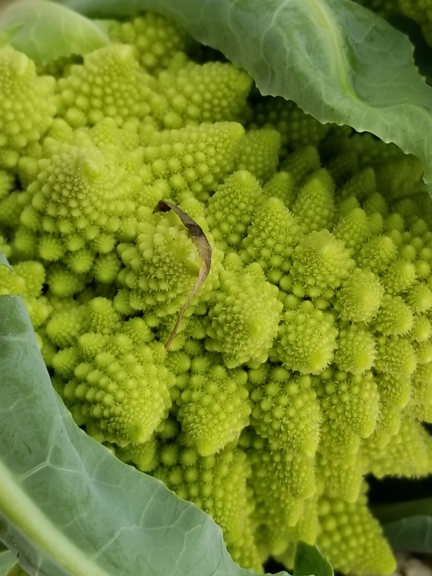 Romanesco broccoli at the Rosslyn Farmers Market