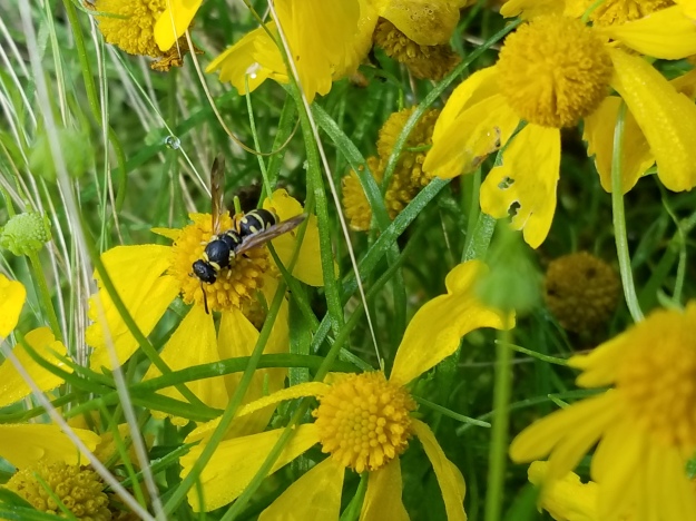 wasp (I don't know what variety)