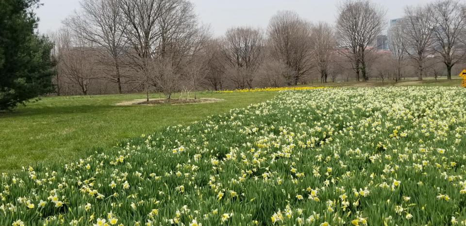 daffodils near Arlington National Cemetery