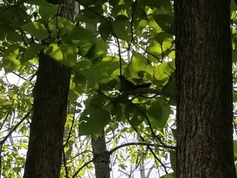 catbird in catalpa, Cuyahoga Valley National Park